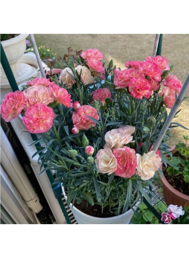 الواحة-TH 220 بذرة زهرة القرنفل، زهرة القرنفل ثنائية اللون، نبات معمر متعدد الألوان - Image 2